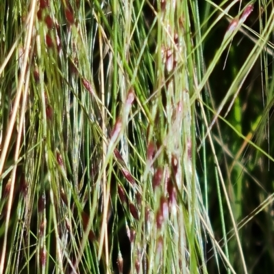 Nassella trichotoma (Serrated Tussock) at Mount Mugga Mugga - 17 Nov 2021 by Mike