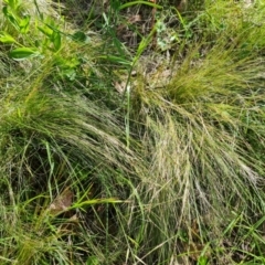 Nassella trichotoma at Jerrabomberra, ACT - 17 Nov 2021