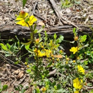 Hibbertia obtusifolia at Jerrabomberra, ACT - 17 Nov 2021 03:38 PM