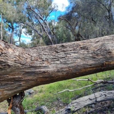 Eucalyptus bridgesiana (Apple Box) at Jerrabomberra, ACT - 17 Nov 2021 by Mike