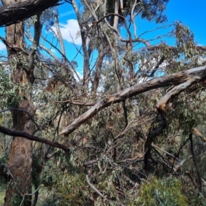 Eucalyptus bridgesiana at Jerrabomberra, ACT - 17 Nov 2021