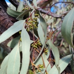 Eucalyptus bridgesiana at Jerrabomberra, ACT - 17 Nov 2021