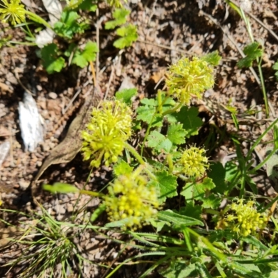 Hydrocotyle laxiflora (Stinking Pennywort) at Jerrabomberra, ACT - 17 Nov 2021 by Mike