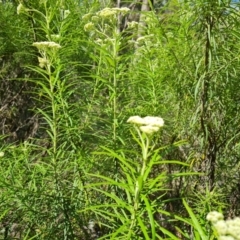 Cassinia longifolia (Shiny Cassinia, Cauliflower Bush) at Mount Mugga Mugga - 17 Nov 2021 by Mike