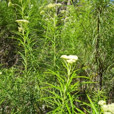 Cassinia longifolia (Shiny Cassinia, Cauliflower Bush) at Jerrabomberra, ACT - 17 Nov 2021 by Mike
