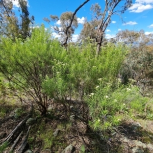 Cassinia longifolia at Jerrabomberra, ACT - 17 Nov 2021