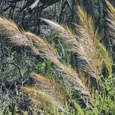 Austrostipa densiflora (Foxtail Speargrass) at Mount Mugga Mugga - 17 Nov 2021 by Mike