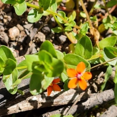 Lysimachia arvensis (Scarlet Pimpernel) at Mount Mugga Mugga - 17 Nov 2021 by Mike