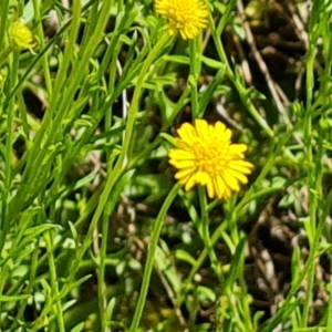 Calotis lappulacea at Jerrabomberra, ACT - 17 Nov 2021