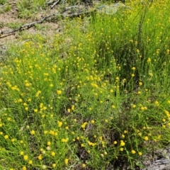 Calotis lappulacea at Jerrabomberra, ACT - 17 Nov 2021