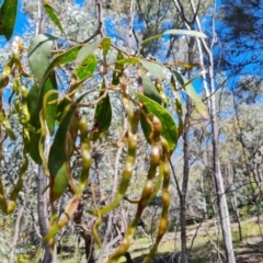 Acacia pycnantha (Golden Wattle) at Jerrabomberra, ACT - 17 Nov 2021 by Mike