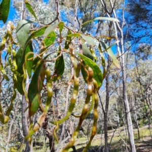Acacia pycnantha at Jerrabomberra, ACT - 17 Nov 2021