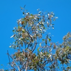 Acacia pycnantha at Jerrabomberra, ACT - 17 Nov 2021