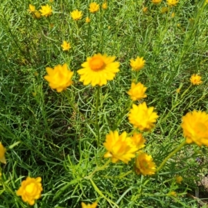 Xerochrysum viscosum at Jerrabomberra, ACT - 17 Nov 2021