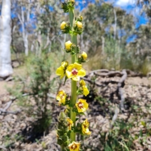 Verbascum virgatum at Jerrabomberra, ACT - 17 Nov 2021 02:10 PM