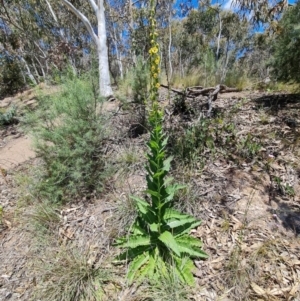 Verbascum virgatum at Jerrabomberra, ACT - 17 Nov 2021 02:10 PM