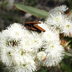 Porrostoma rhipidium (Long-nosed Lycid (Net-winged) beetle) at Molonglo Valley, ACT - 16 Nov 2021 by AndyRussell