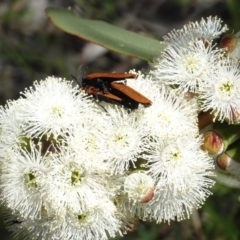 Porrostoma rhipidium (Long-nosed Lycid (Net-winged) beetle) at Sth Tablelands Ecosystem Park - 16 Nov 2021 by AndyRussell