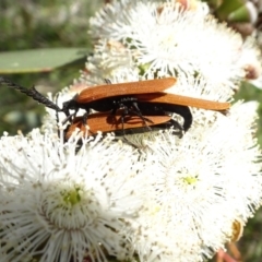 Porrostoma rhipidium at Molonglo Valley, ACT - 16 Nov 2021