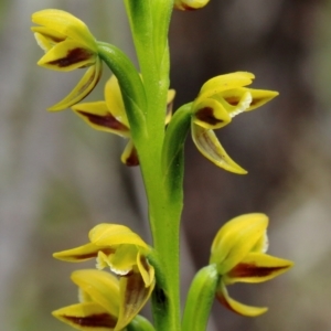 Prasophyllum flavum at Mittagong, NSW - 17 Nov 2021