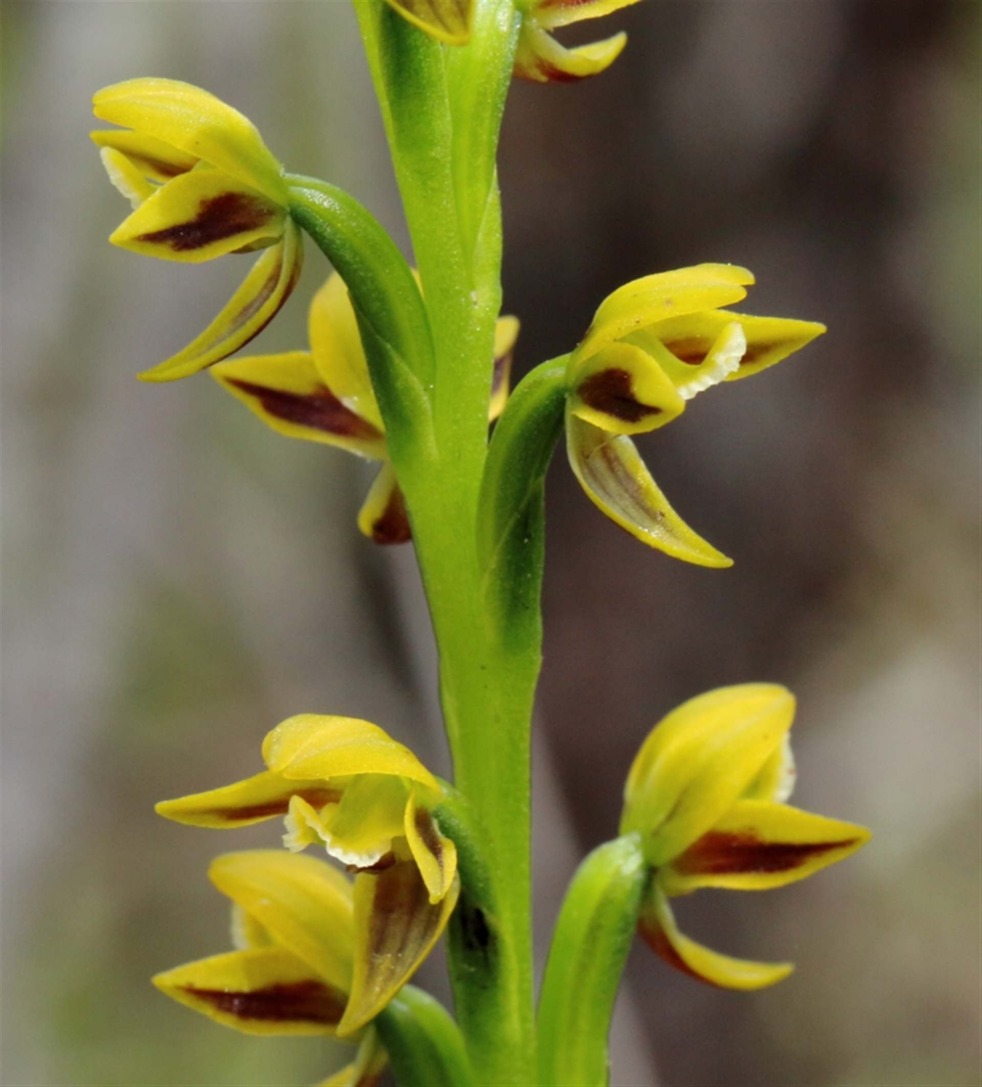 Prasophyllum flavum at Mittagong, NSW - suppressed