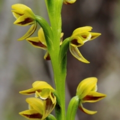Prasophyllum flavum (Yellow Leek Orchid) at Mittagong, NSW - 17 Nov 2021 by Snowflake