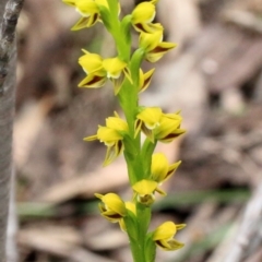 Prasophyllum flavum at Mittagong, NSW - 17 Nov 2021