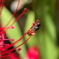 Hylaeus (Prosopisteron) littleri at Yarralumla, ACT - 17 Nov 2021