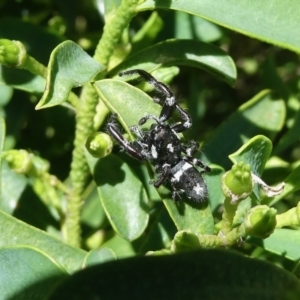 Sandalodes scopifer at Googong, NSW - 16 Nov 2021