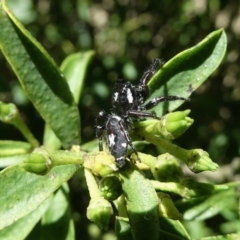 Sandalodes scopifer at Googong, NSW - 16 Nov 2021