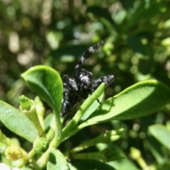 Sandalodes scopifer at Googong, NSW - 16 Nov 2021