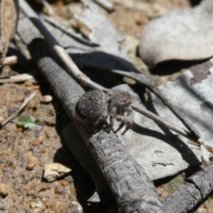 Maratus vespertilio at Googong, NSW - 17 Nov 2021