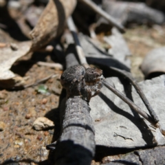 Maratus vespertilio at Googong, NSW - 17 Nov 2021