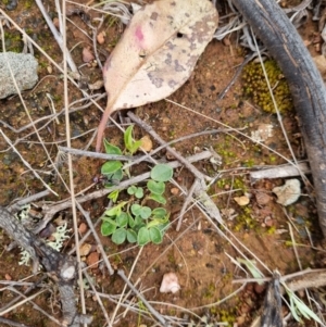 Zornia dyctiocarpa var. dyctiocarpa at Watson, ACT - 15 Nov 2021