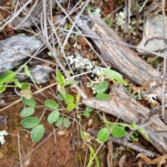 Zornia dyctiocarpa var. dyctiocarpa at Watson, ACT - 15 Nov 2021