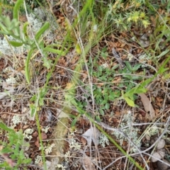 Zornia dyctiocarpa var. dyctiocarpa at Watson, ACT - 15 Nov 2021