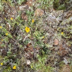 Zornia dyctiocarpa var. dyctiocarpa at Watson, ACT - 15 Nov 2021