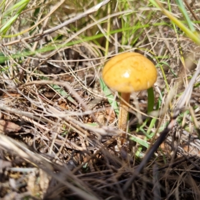 Unidentified Cap on a stem; gills below cap [mushrooms or mushroom-like] at Jerrabomberra, ACT - 15 Nov 2021 by EmilySutcliffe