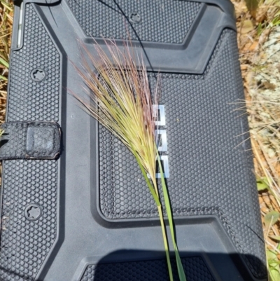 Aristida behriana (Bunch Wiregrass) at Jerrabomberra, ACT - 17 Nov 2021 by EmilySutcliffe