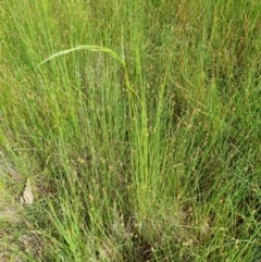 Amphibromus (genus) (Swamp Wallaby Grass) at Harrison, ACT - 11 Nov 2021 by EmilySutcliffe