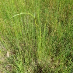 Amphibromus sp. (Swamp Wallaby Grass) at Harrison, ACT - 11 Nov 2021 by EmilySutcliffe