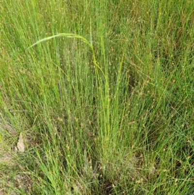 Amphibromus (genus) (Swamp Wallaby Grass) at Harrison, ACT - 11 Nov 2021 by EmilySutcliffe