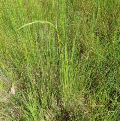 Amphibromus sp. (Swamp Wallaby Grass) at Nadjung Mada NR - 10 Nov 2021 by EmilySutcliffe