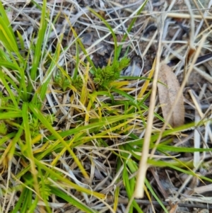 Carex aff. inversa at Molonglo Valley, ACT - 26 Oct 2021