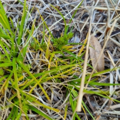 Carex aff. inversa (Small Knob Sedge) at The Pinnacle - 25 Oct 2021 by EmilySutcliffe