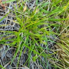 Carex aff. inversa at Molonglo Valley, ACT - 26 Oct 2021