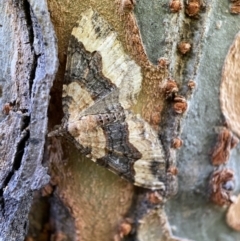 Epyaxa subidaria (Subidaria Moth) at Jerrabomberra, NSW - 17 Nov 2021 by Steve_Bok