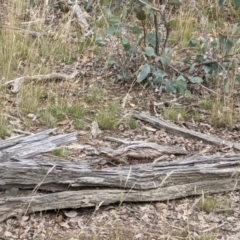Burhinus grallarius (Bush Stone-curlew) at Mulligans Flat - 10 Feb 2021 by chriselidie