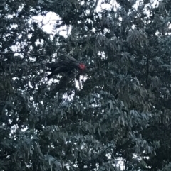 Callocephalon fimbriatum (Gang-gang Cockatoo) at Red Hill to Yarralumla Creek - 17 Nov 2021 by Tapirlord