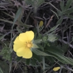 Potentilla recta (Sulphur Cinquefoil) at Red Hill to Yarralumla Creek - 17 Nov 2021 by Tapirlord